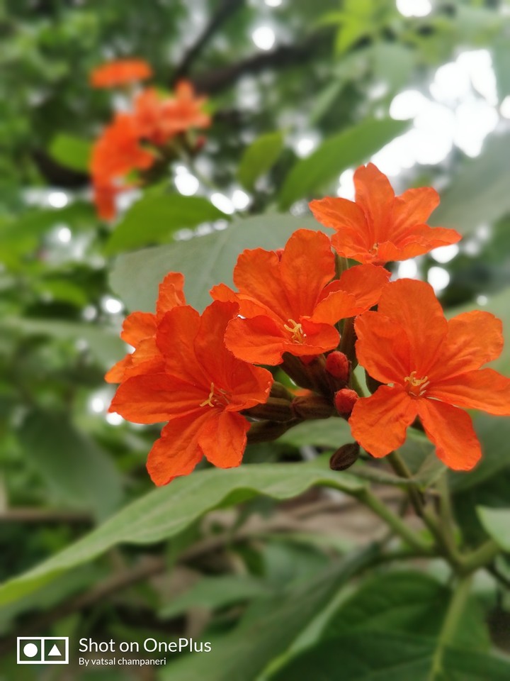 flowers