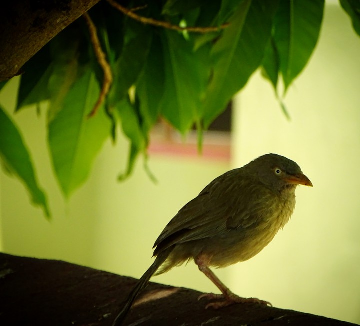 Angry Bird