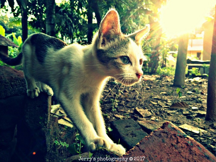 cute kitten