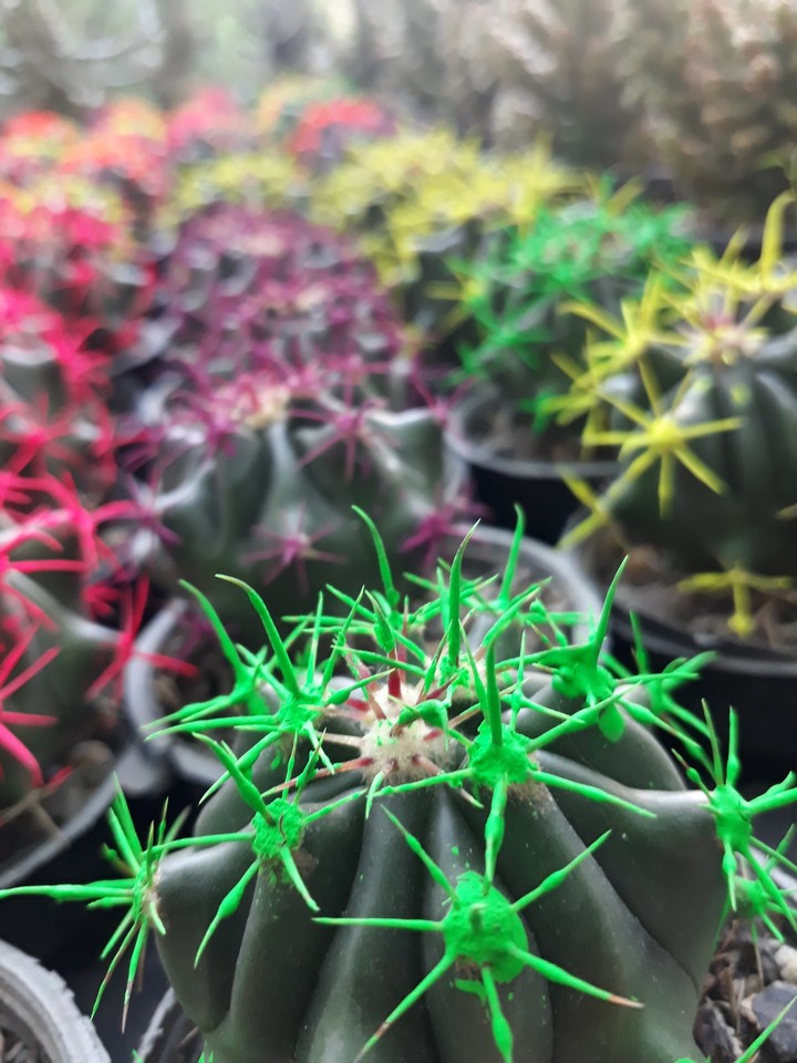 cactus
