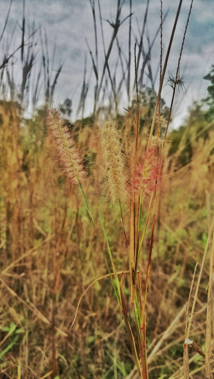 grass