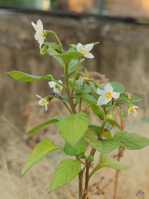 тапети herb, plant