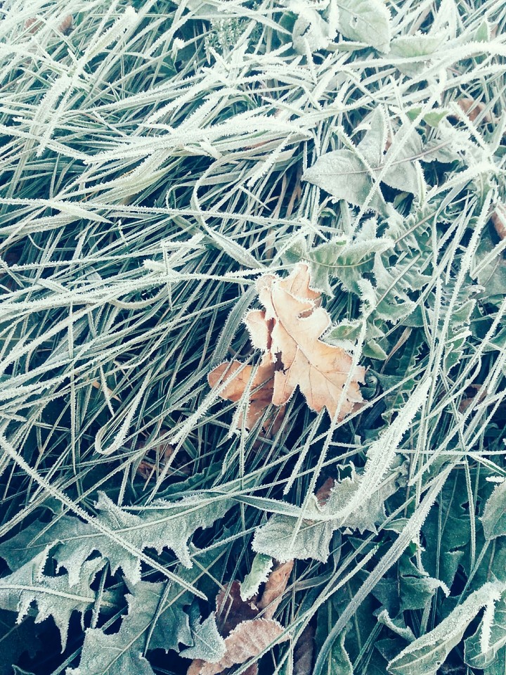 Winter frost...