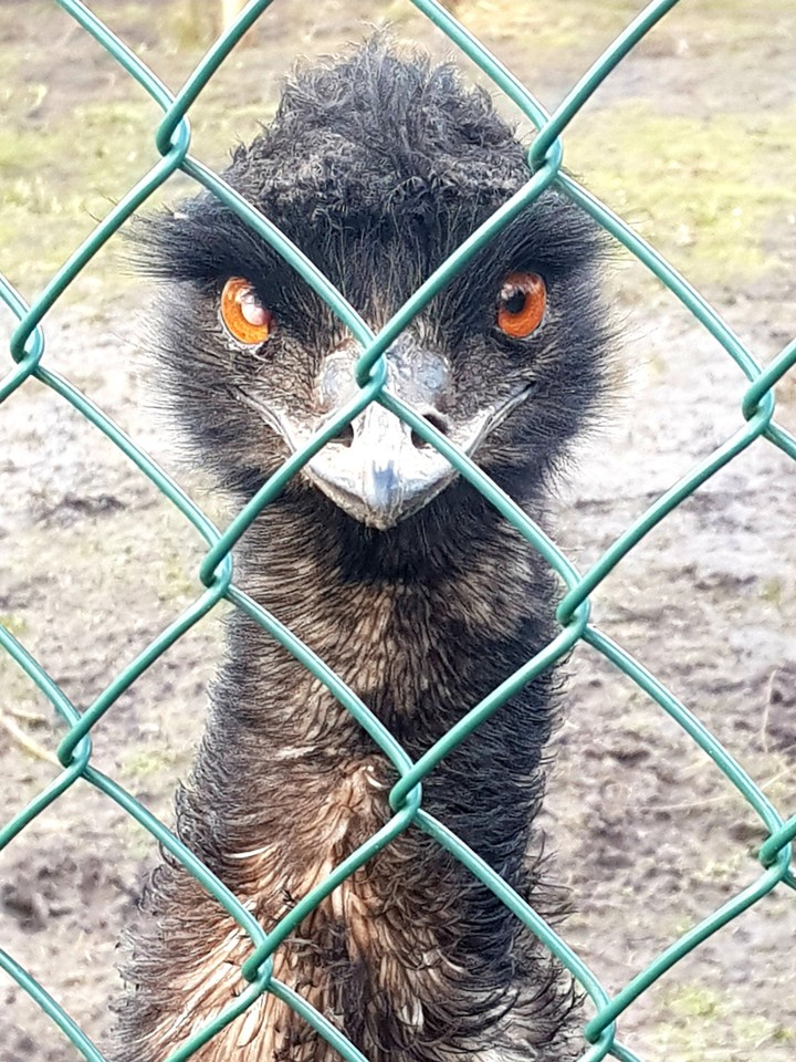Ostrich