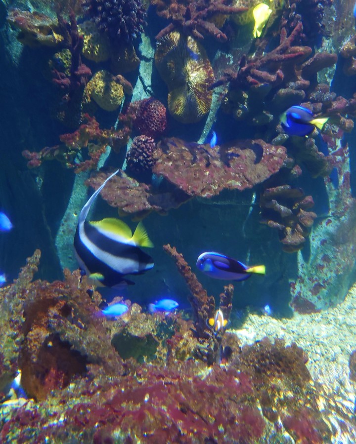 Acuario de Benalmádena Beach