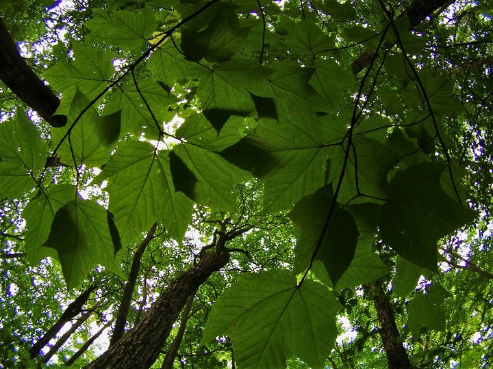 Leaves