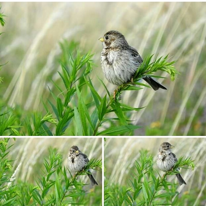 bird so beauty