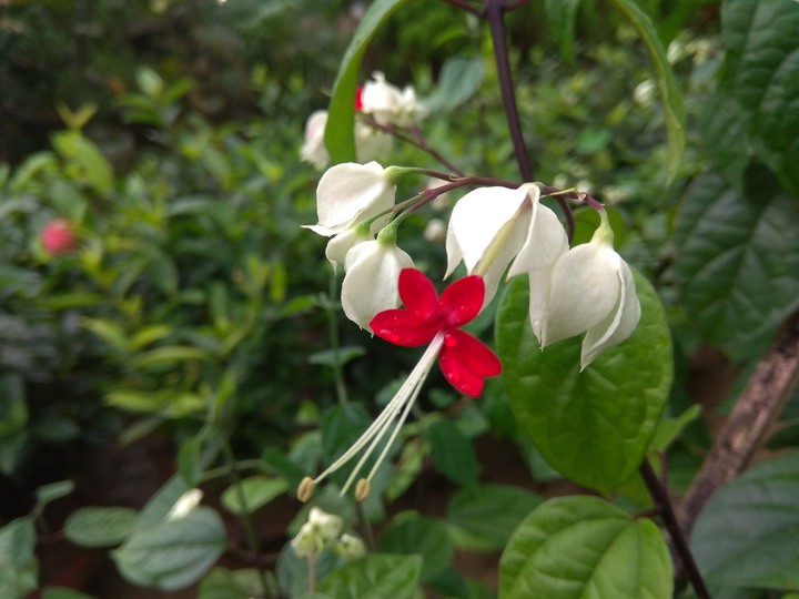 Beautiful flower