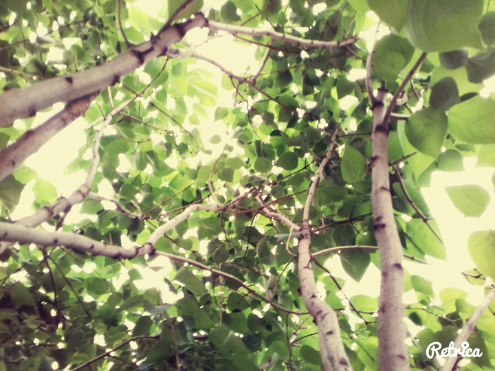 The Tree