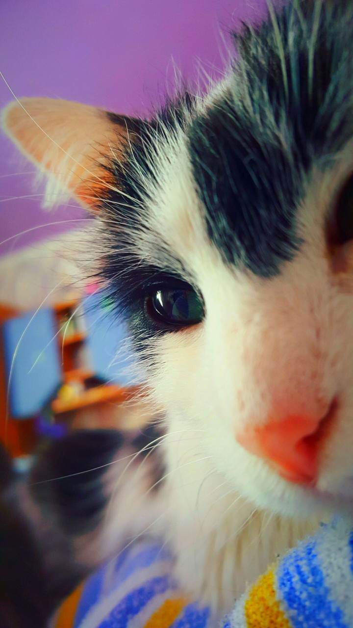 Котики
