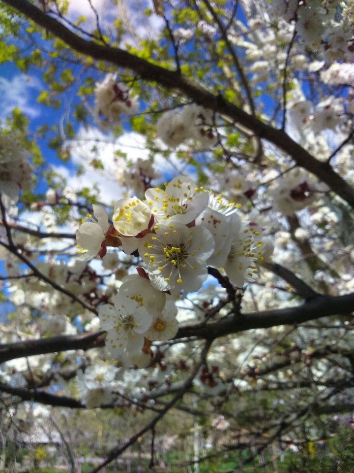 Spring. Весна.