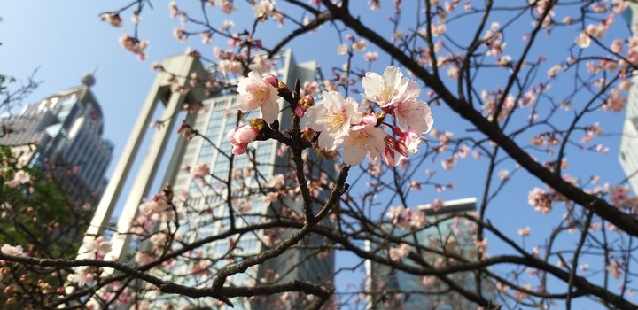 sakura under the covid-19 pandemic