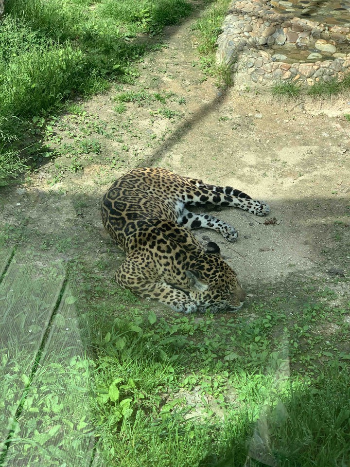 냐옹이 Zzz~