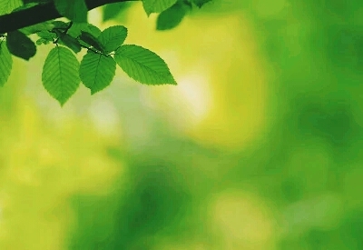обои branch, leaf