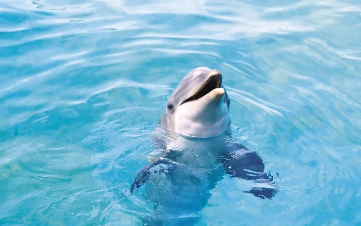 dolphin