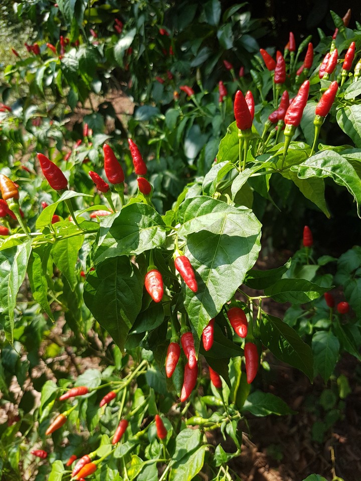 chili Peppers
