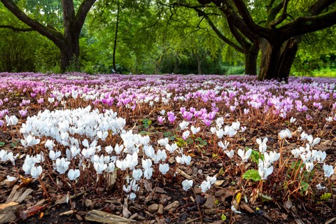 spring, pink桌布