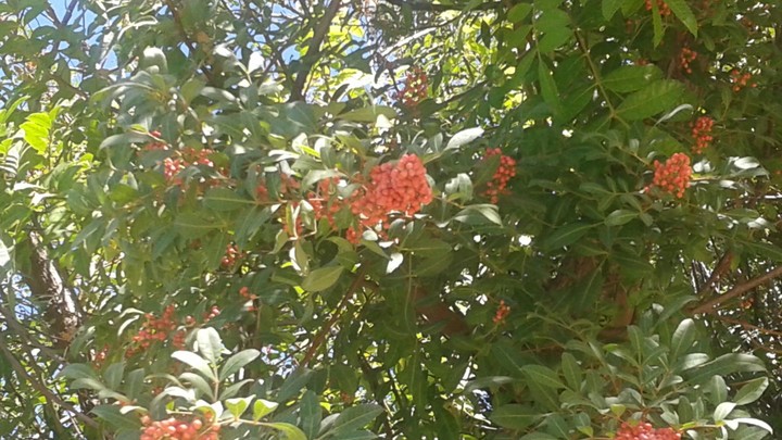 Tree With Berries