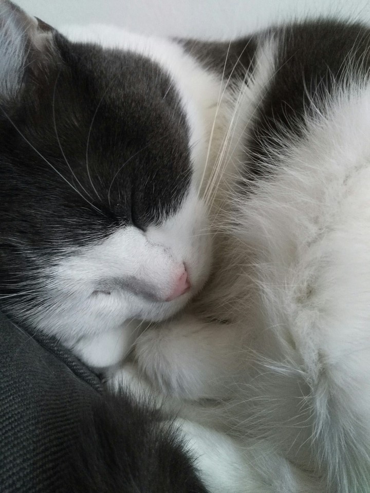 #mysweetcat