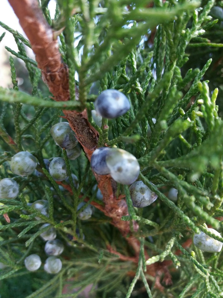 berries