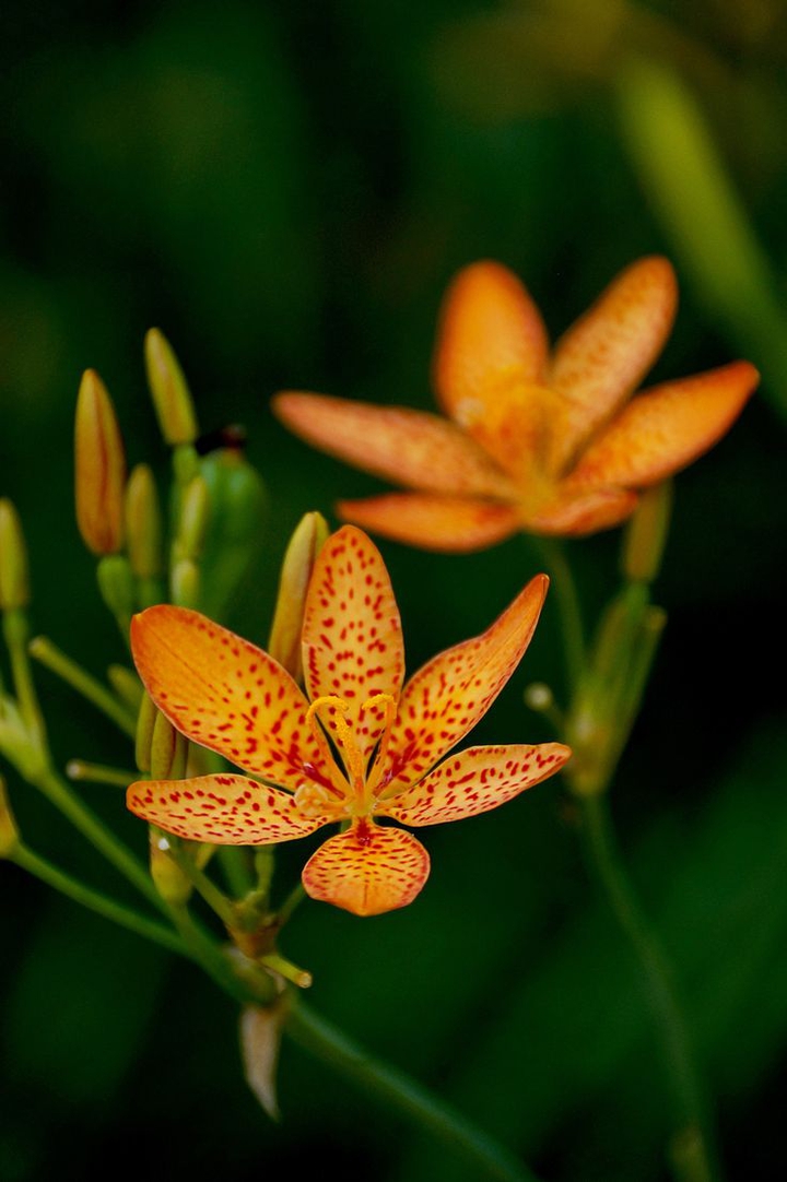 Orange flowers.
