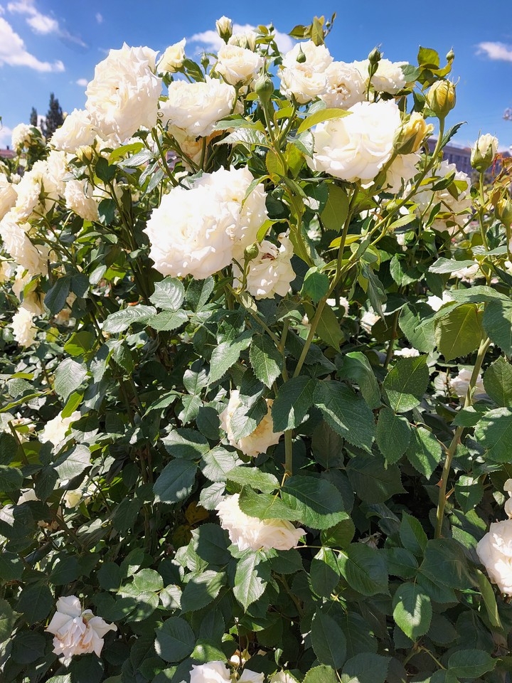 rose