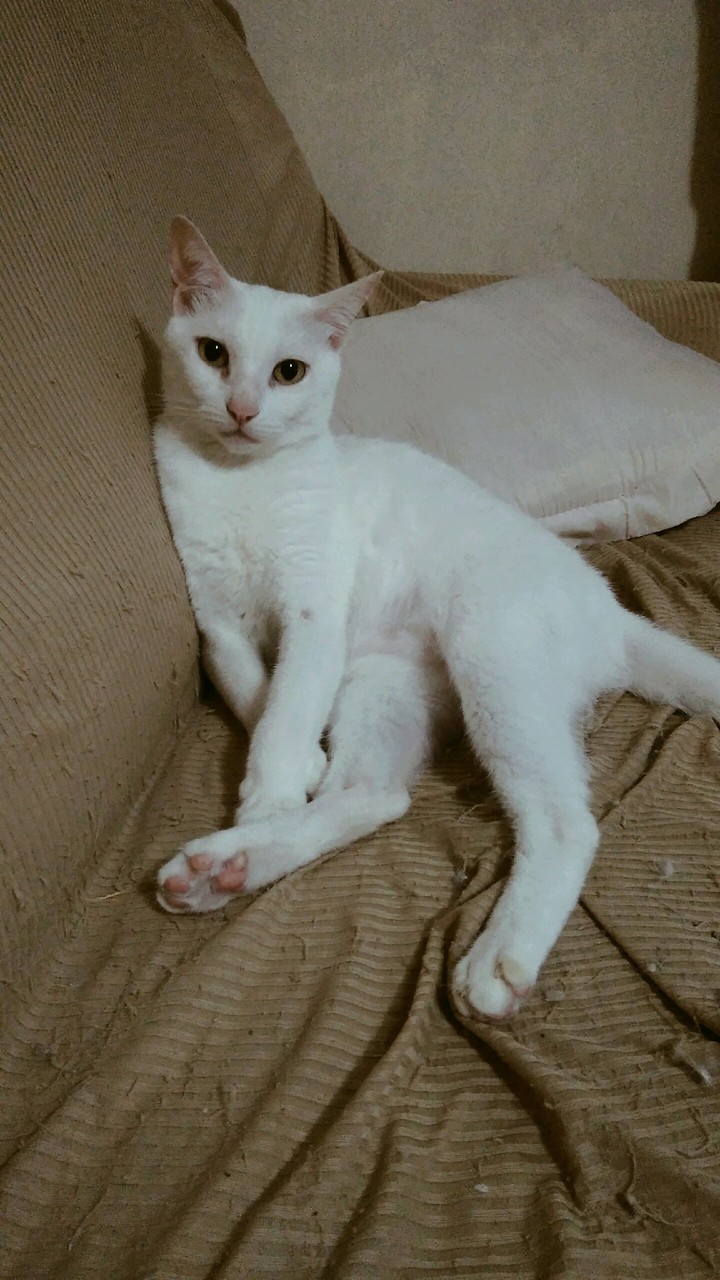 White cat