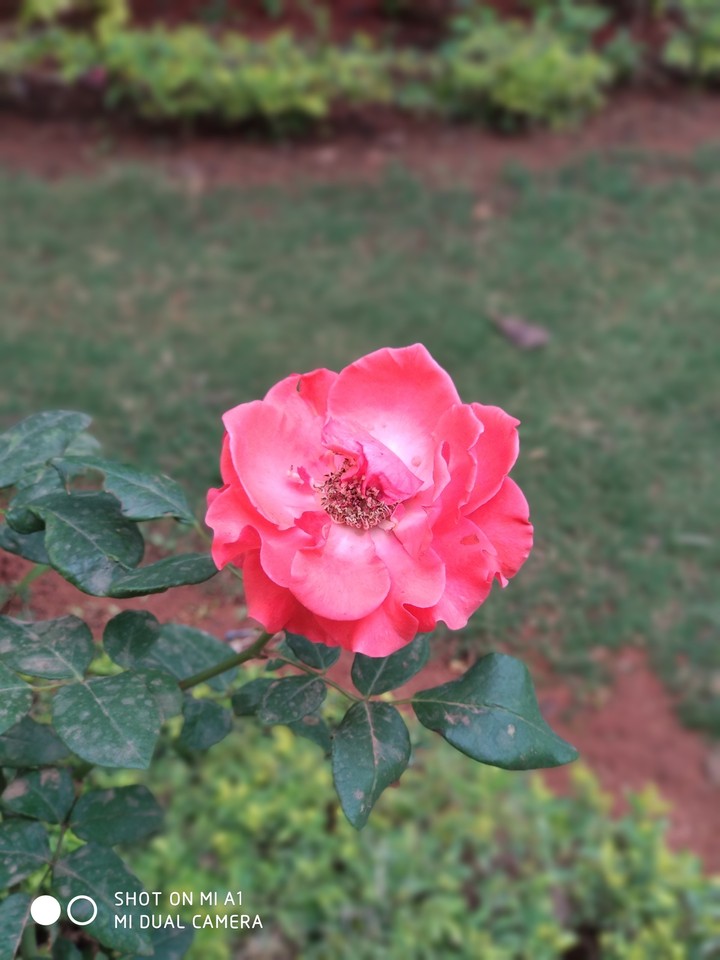 Mi a1 photo by the amarsai