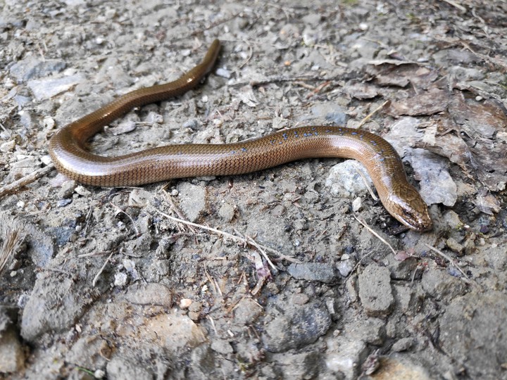 blindworm