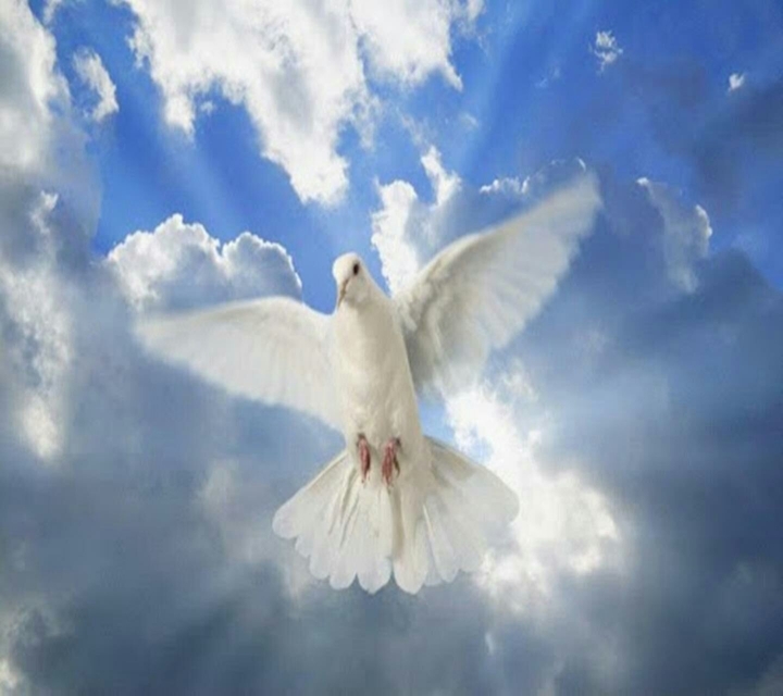 white bird