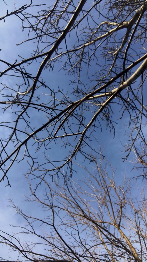 sfondi daytime, trunk