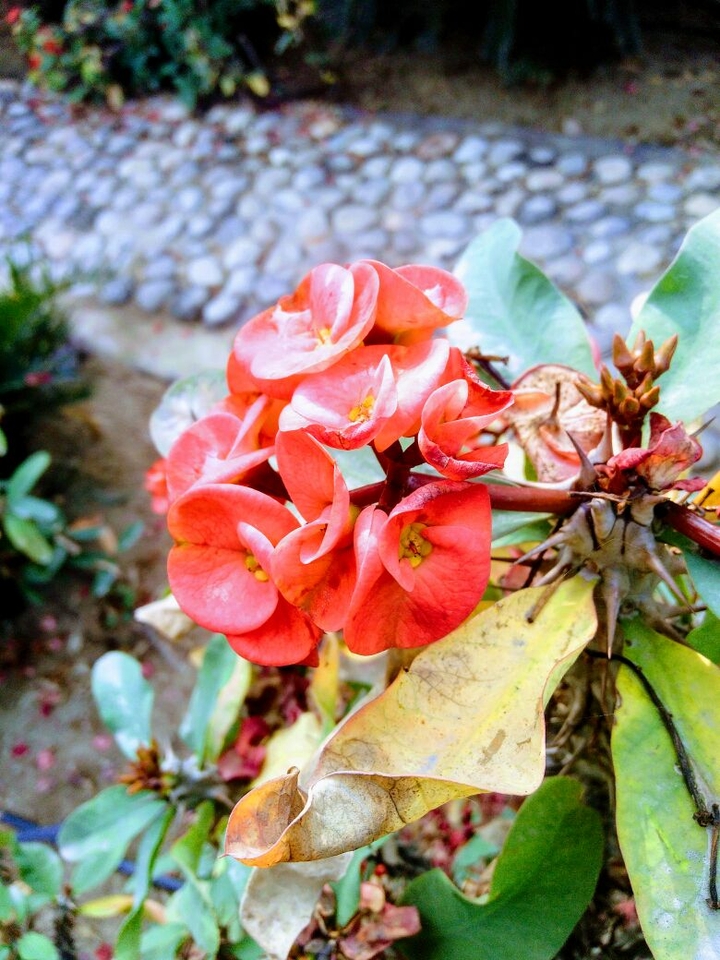 flowers