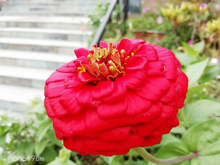 Red flower