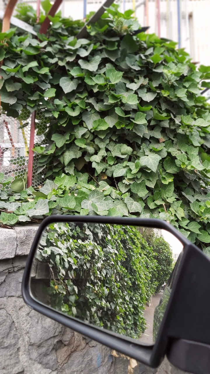 plants
