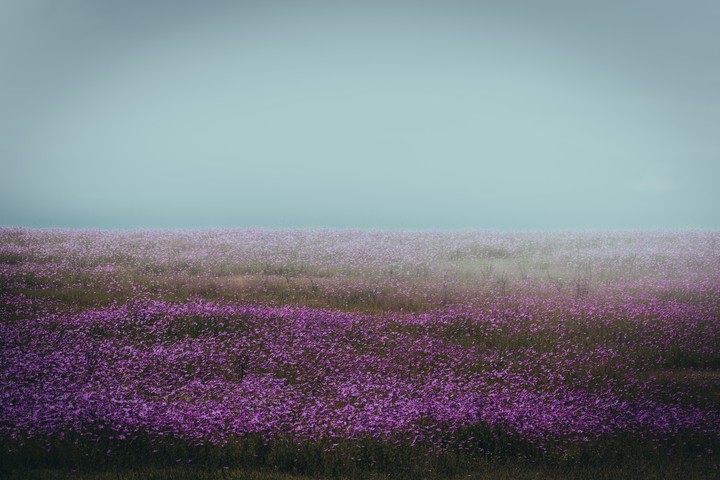 rosa
