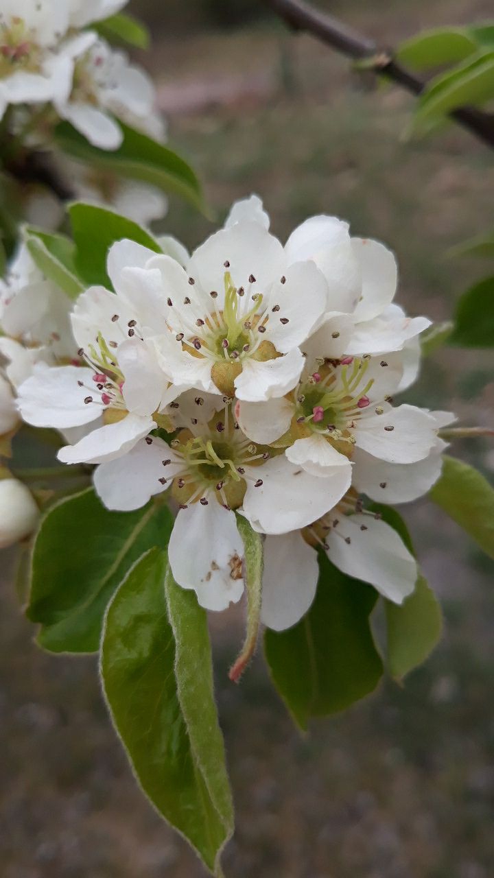 Beautiful flowers