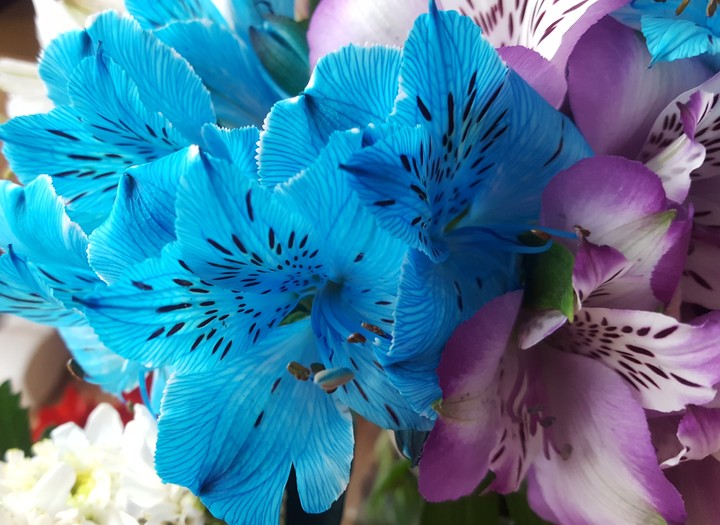 Flowers