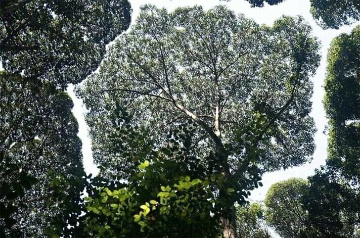 green ?