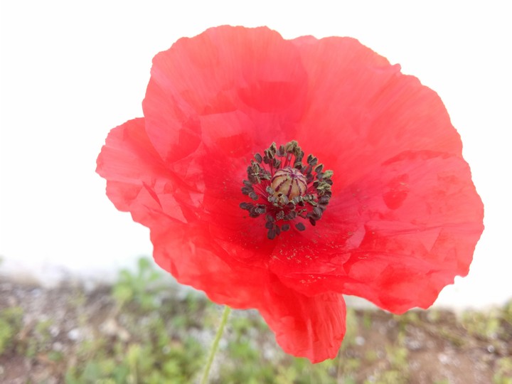 flower