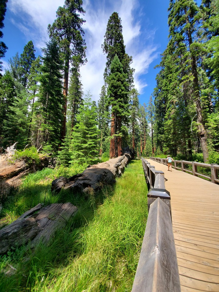 Mariposa Grove, Yosemite