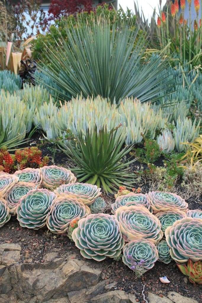 succulents