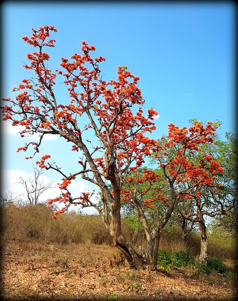 тапети plant, flower