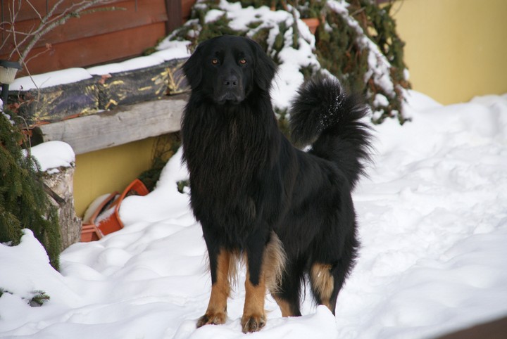 Dog