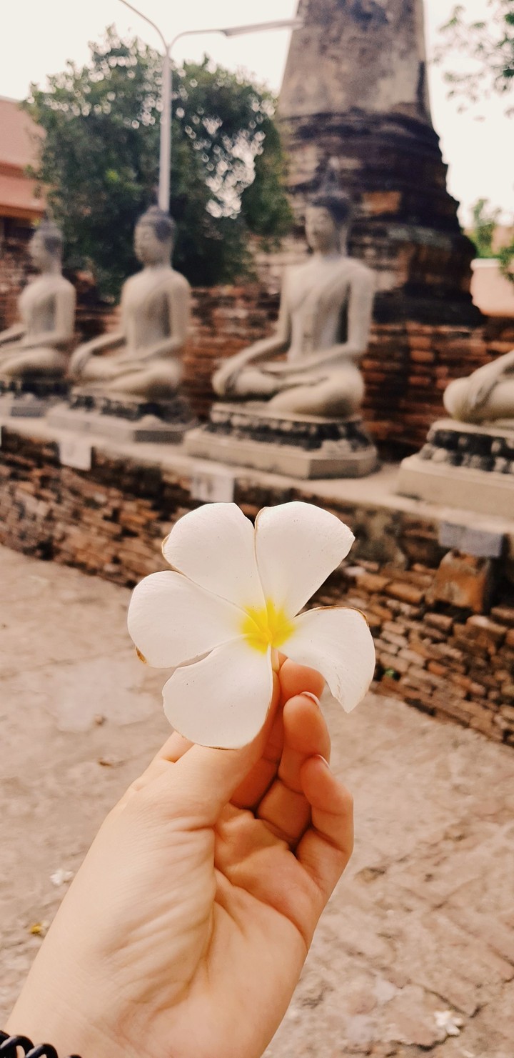 Thai flower