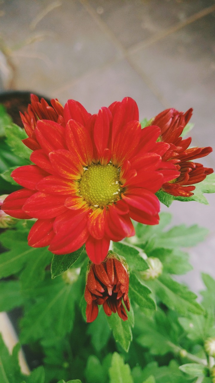 Flowers