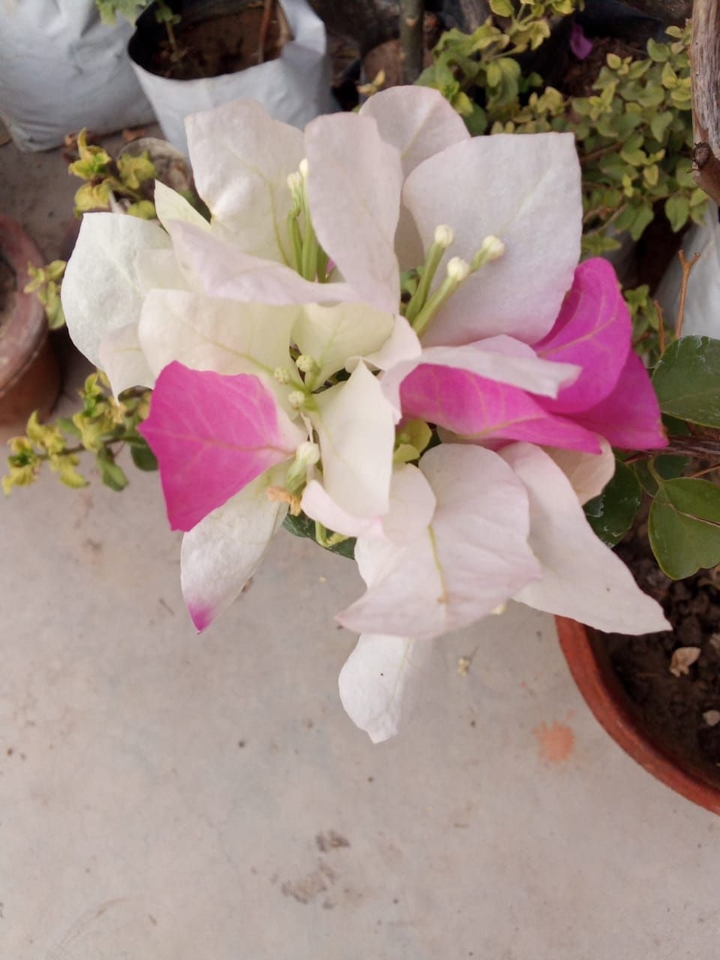 flower