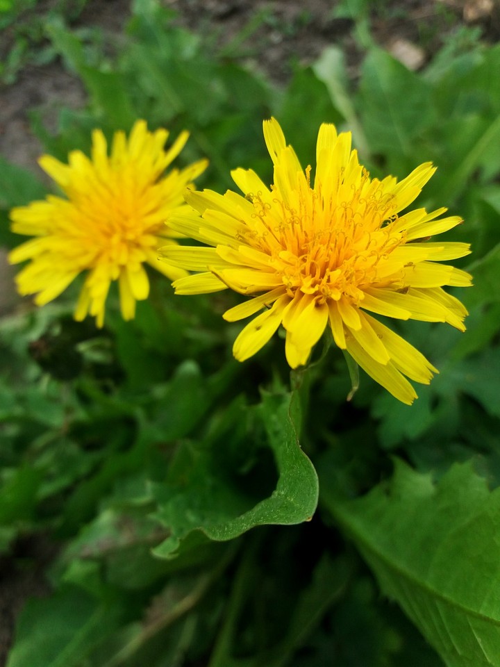 dandelion