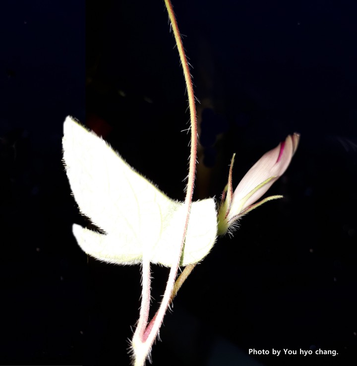 나팔 꽃 Morning glory
