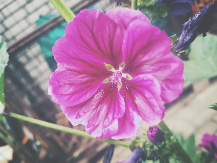 Flower Power