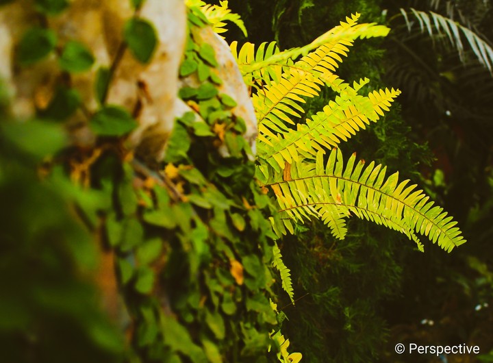Fernish